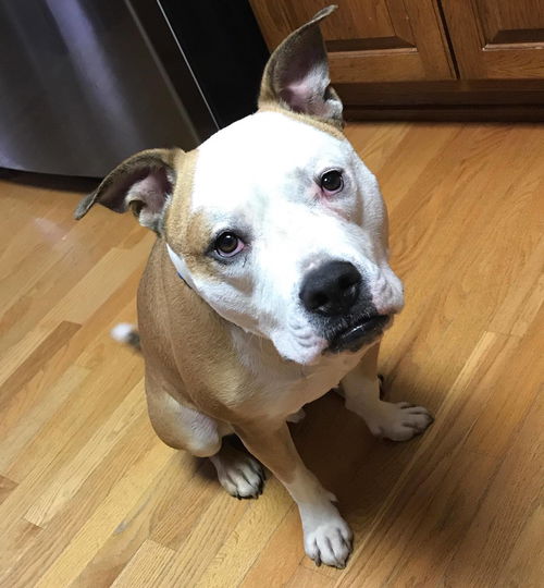 Paco