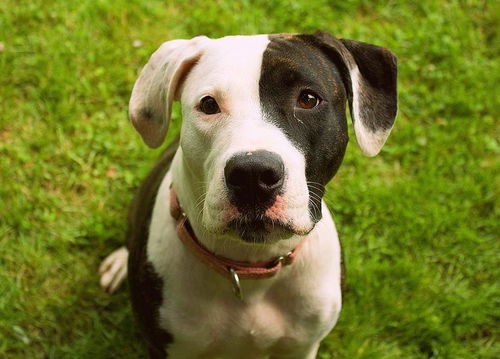 Xena