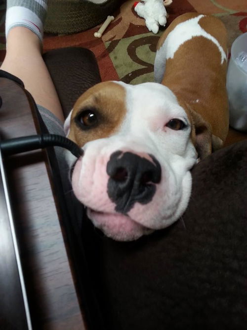 Gigi
