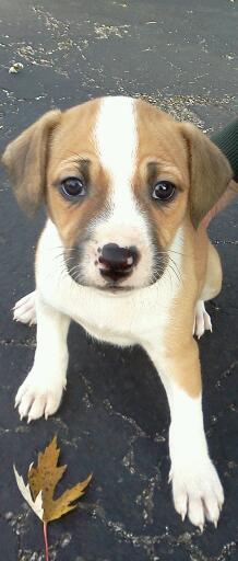 Sadie