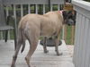 Hailey