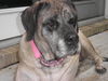 Hailey