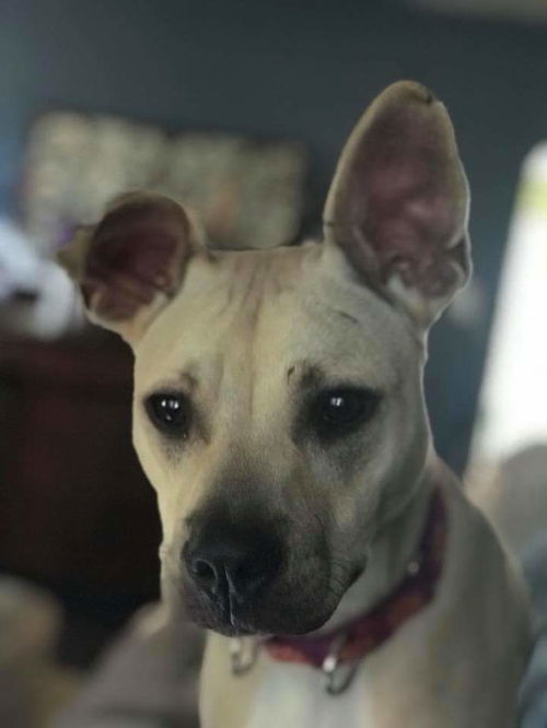 Georgie (Roo)