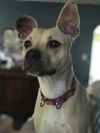 Georgie (Roo)