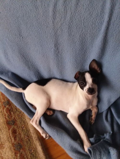 Vinnie Van Gogh