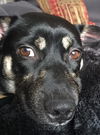 Vito