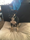 Vito