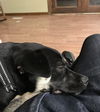 Vito