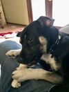 Vito
