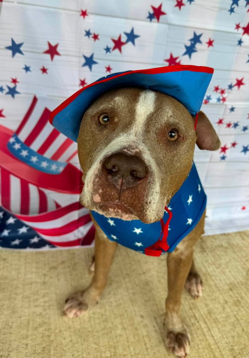 Oklahoma, an adoptable American Pit Bull Terrier in Germantown, OH