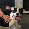 Ellie Lulu
