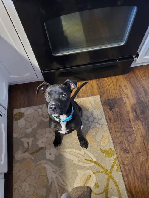 Odie