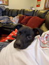 Odie