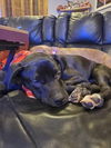 Odie