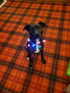 Odie