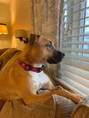 Foxie Roxie