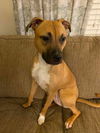 Foxie Roxie