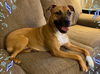 Foxie Roxie
