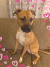 Foxie Roxie