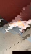 Lamb