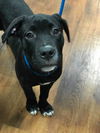 Onyx (Ronnie)
