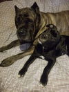 Onyx (Ronnie)