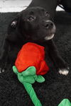 Onyx (Ronnie)
