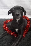 Onyx (Ronnie)