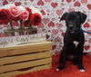 Onyx (Ronnie)