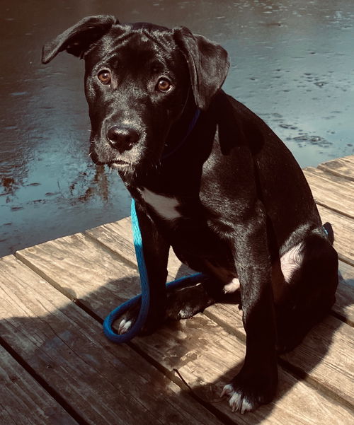 Onyx (Ronnie)