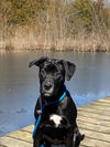 Onyx (Ronnie)