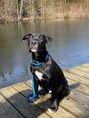 Onyx (Ronnie)