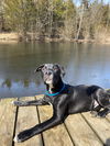 Onyx (Ronnie)
