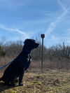 Onyx (Ronnie)