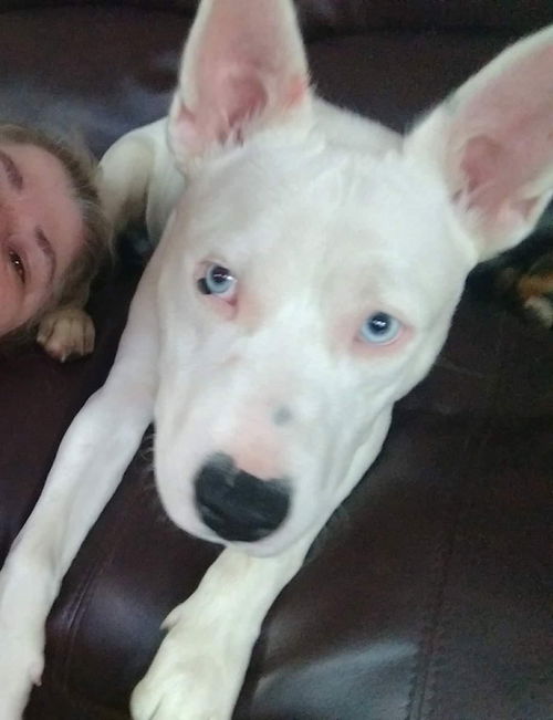 Icey Blue