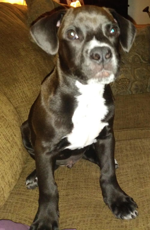 Jasper
