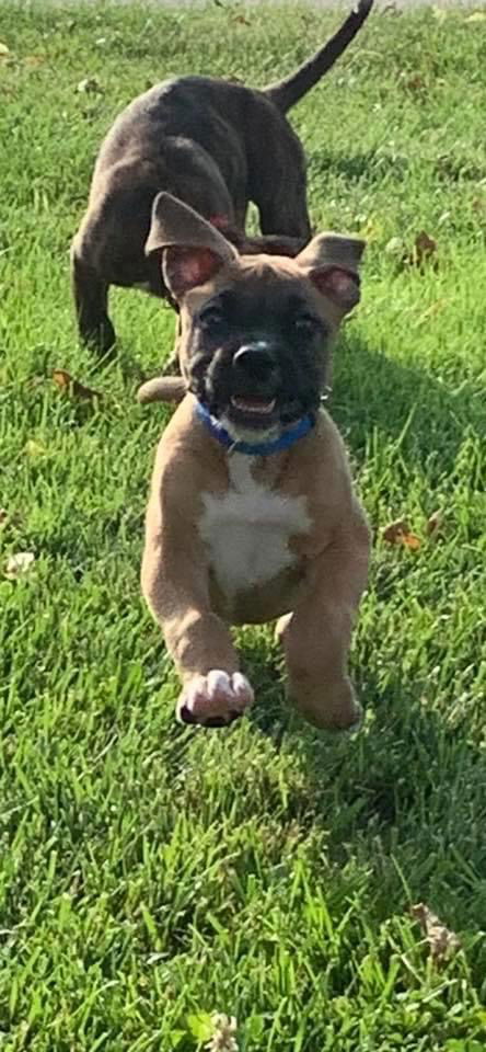 Vincenzo
