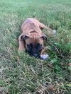 Vincenzo