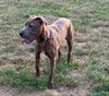 Elsie