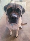 adoptable Dog in germantown, OH named George