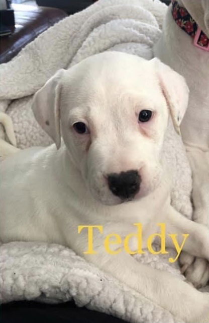 Teddy