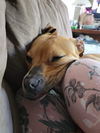Lainey