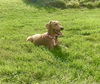 Sadie