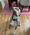 Jaxx