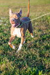 Jaxx