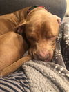 Jaxx