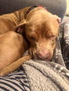 Jaxx