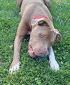 Jaxx