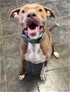 adoptable Dog in germantown, OH named Jaxx