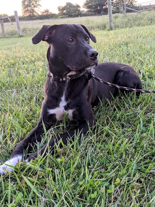 Caspian